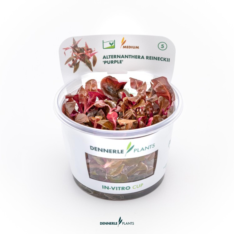 Dennerle Alternanthera reineckii Lila (purpurea) In-Vitro - imagine 4